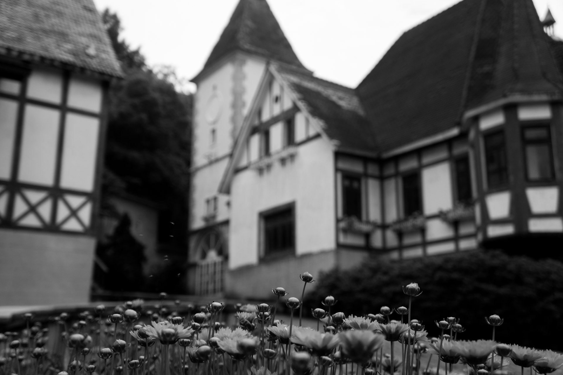 SONY DSC