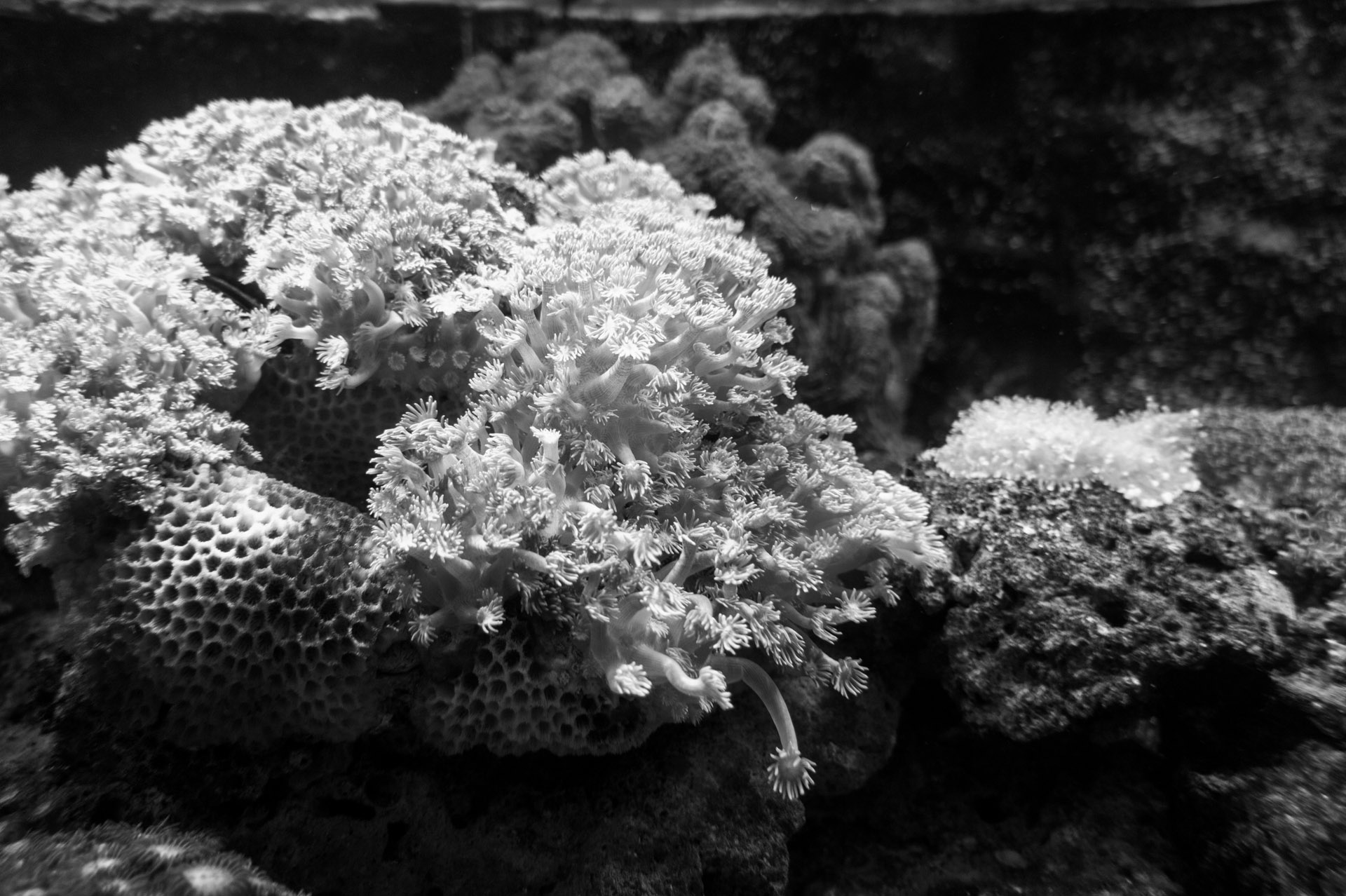 SONY DSC
