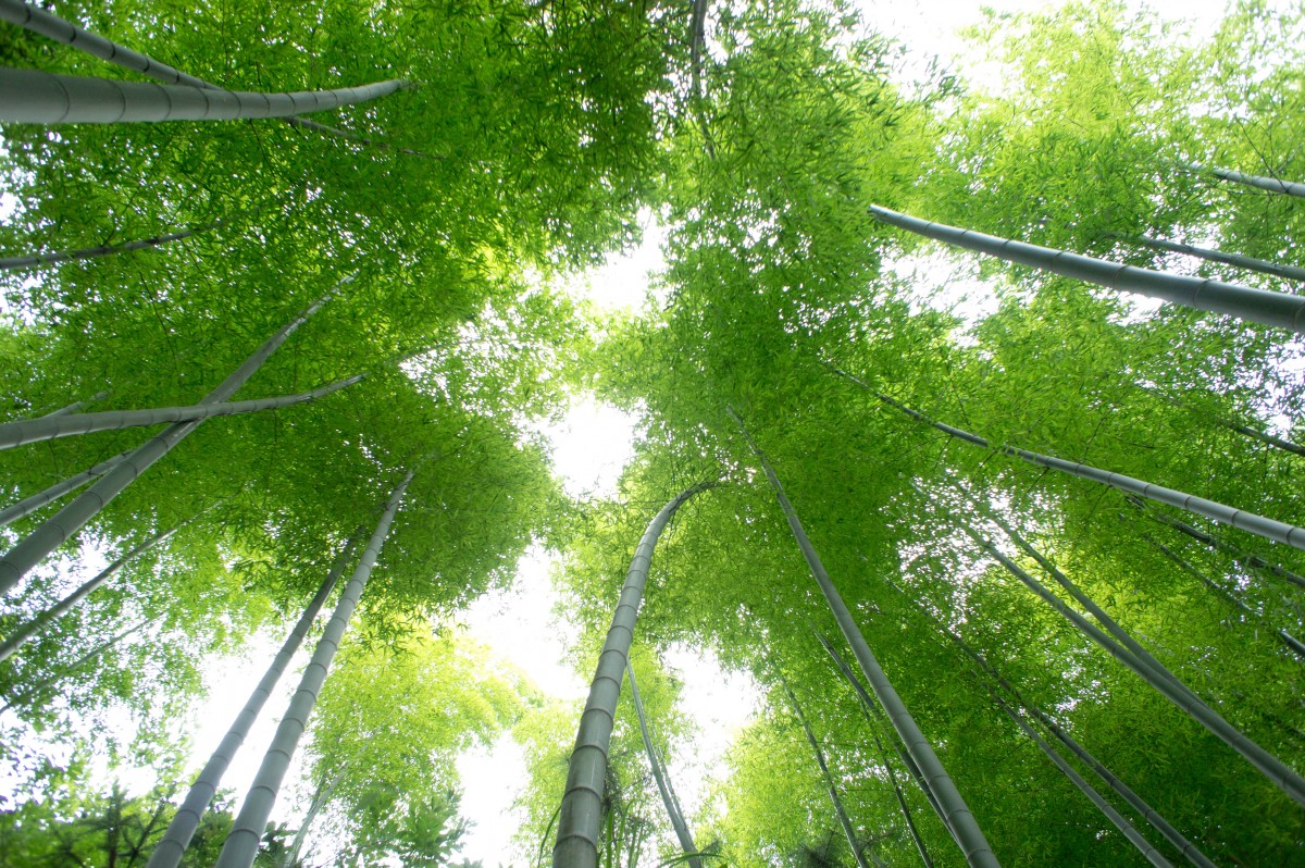 湖南省辰溪县谭家场乡柘木屯村潘家冲竹林.jpg