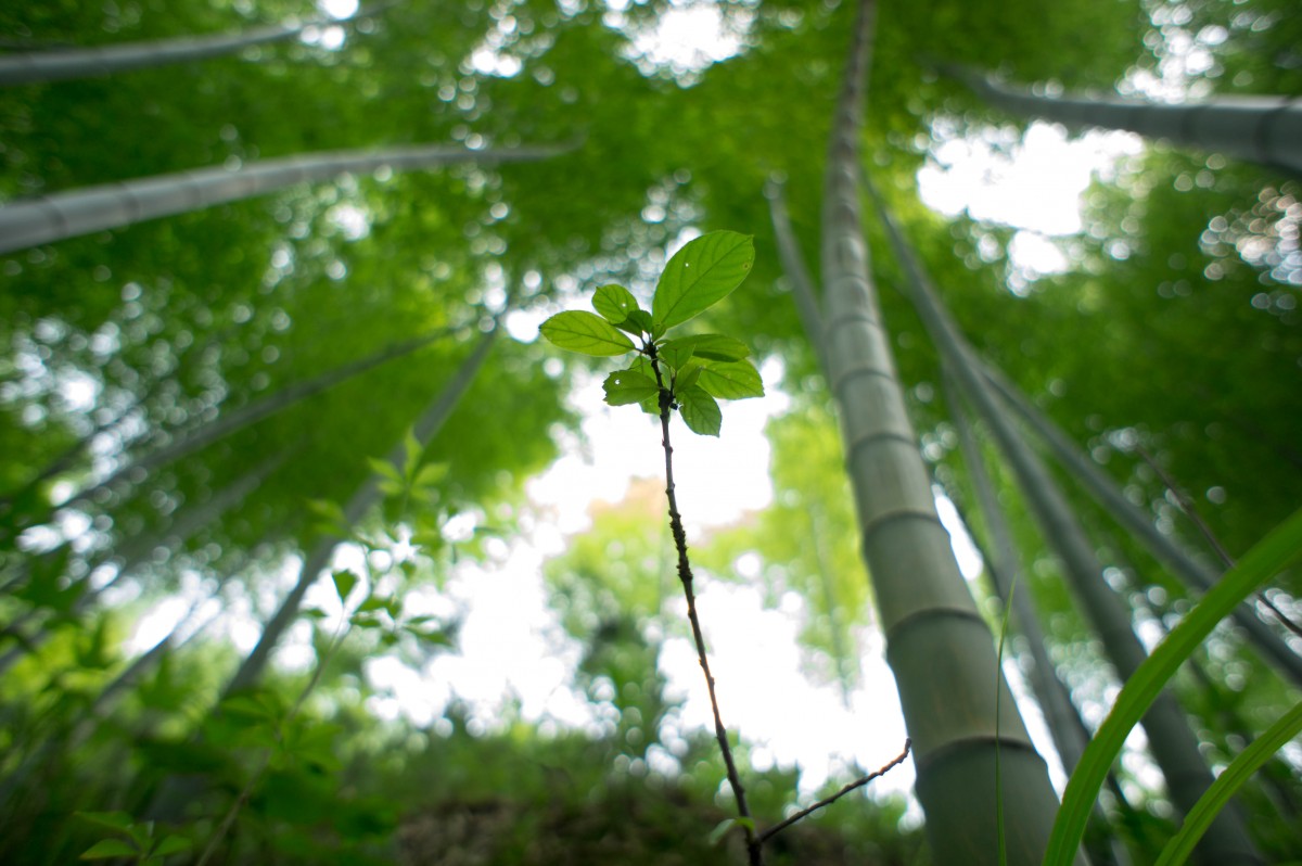 湖南省辰溪县谭家场乡柘木屯村潘家冲竹林5.jpg