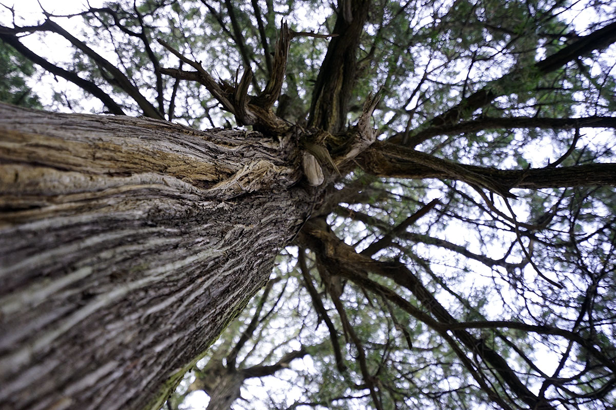 _DSC1030.jpg