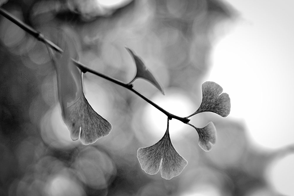 _DSC9078-Tonality-small.jpg