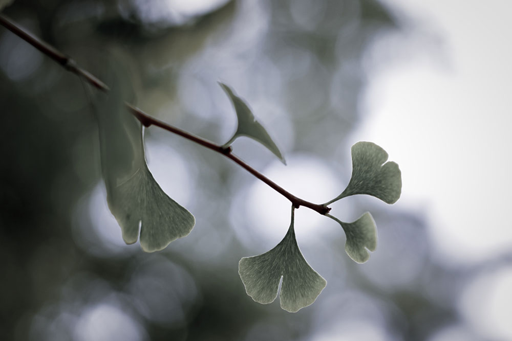 _DSC9078-green-small.jpg