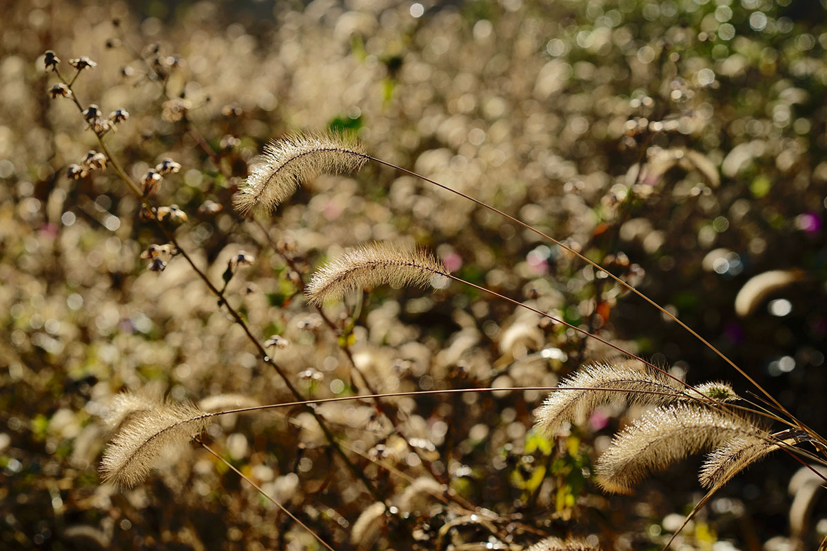 _DSC9206.jpg