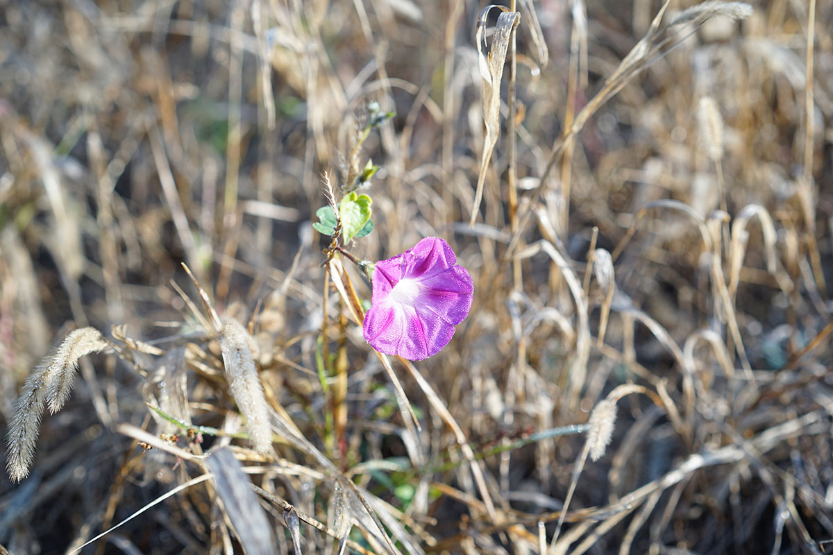 _DSC9175.jpg