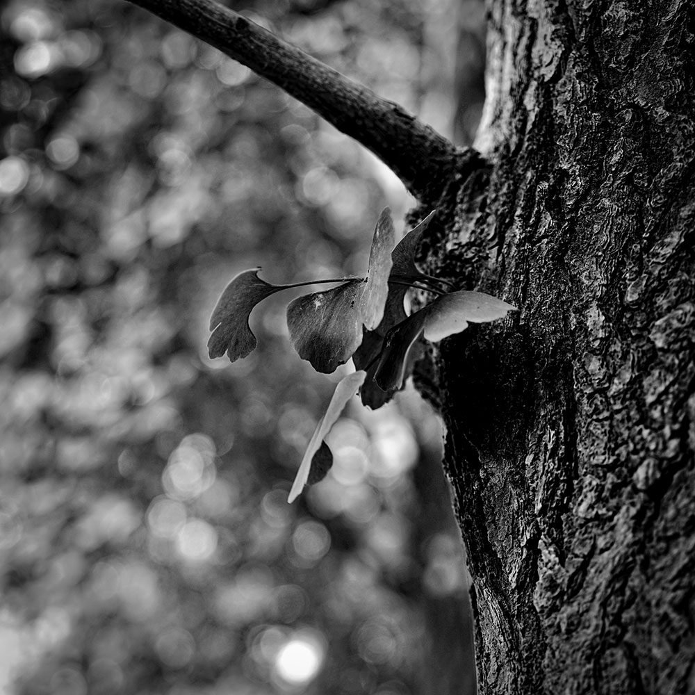 _DSC9034-Tonality-small.jpg