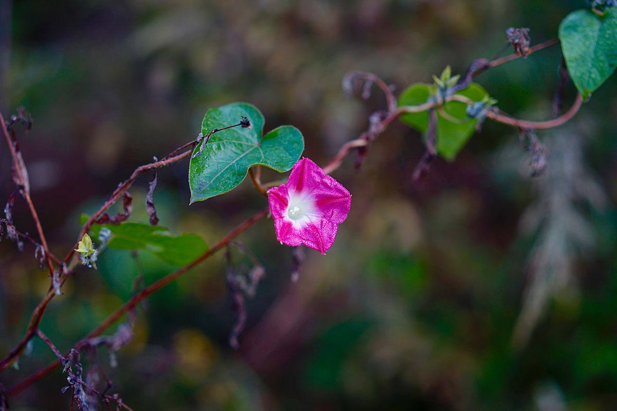 _DSC9211.jpg