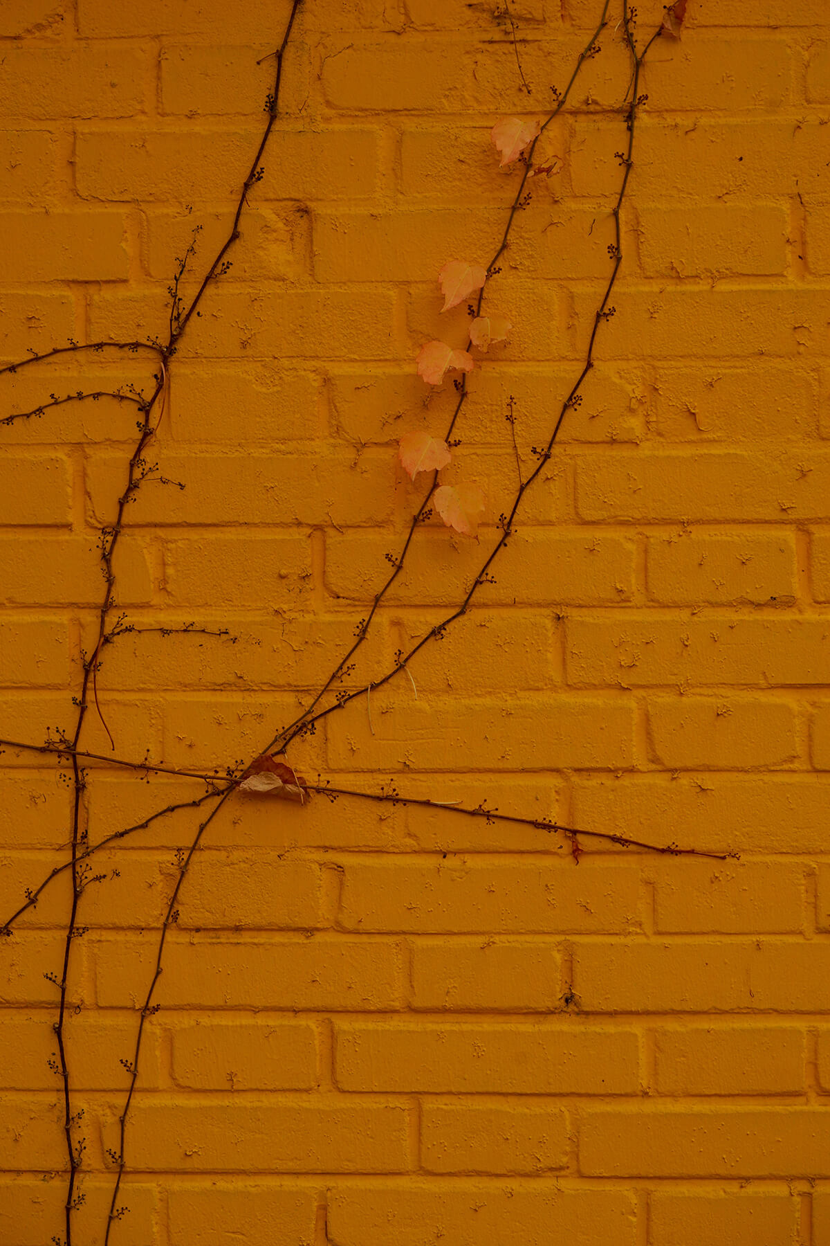 DSC00613.jpg