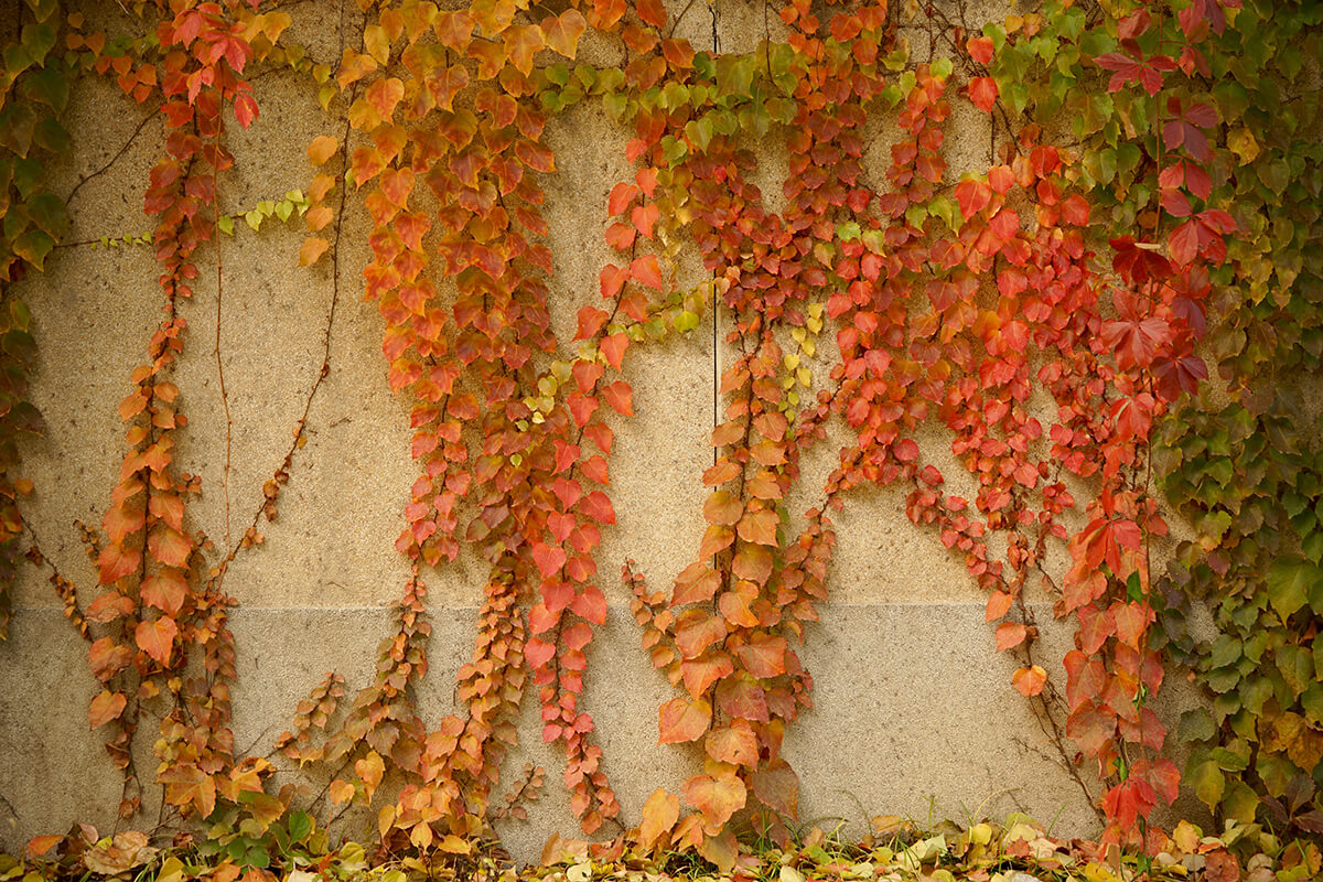 DSC00671.jpg
