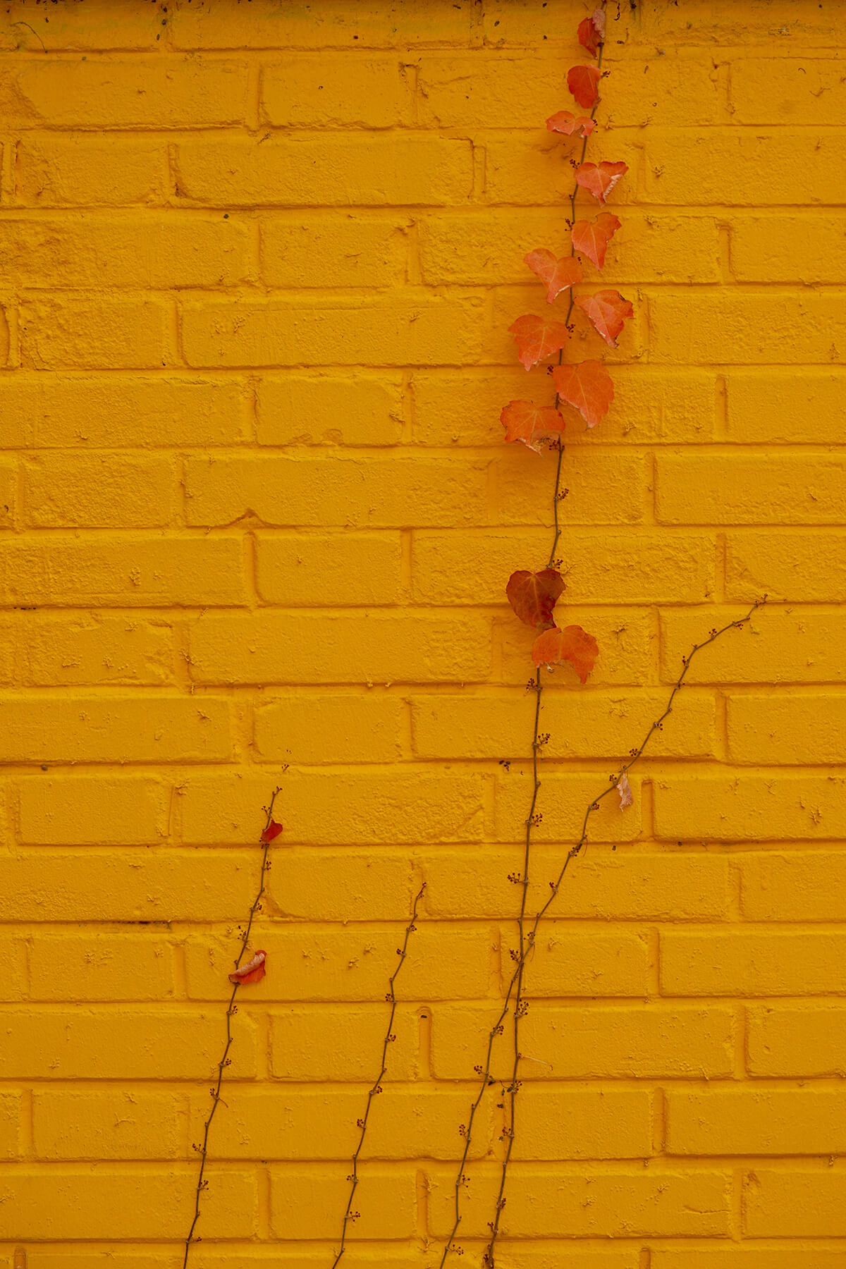 DSC00612.jpg