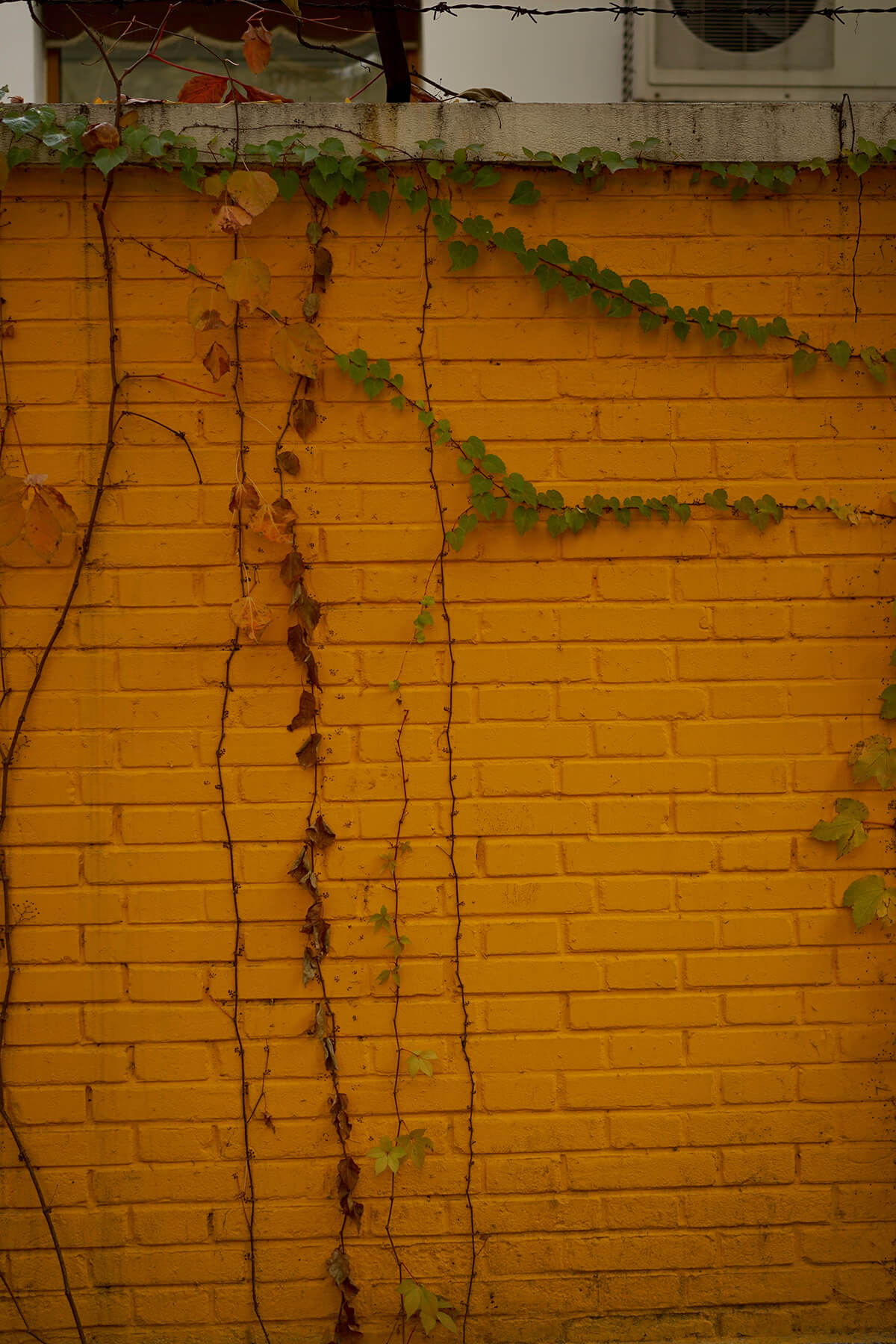 DSC00586.jpg