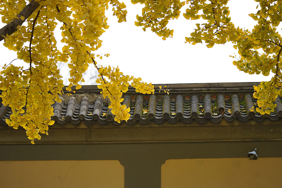 DSC00451.jpg