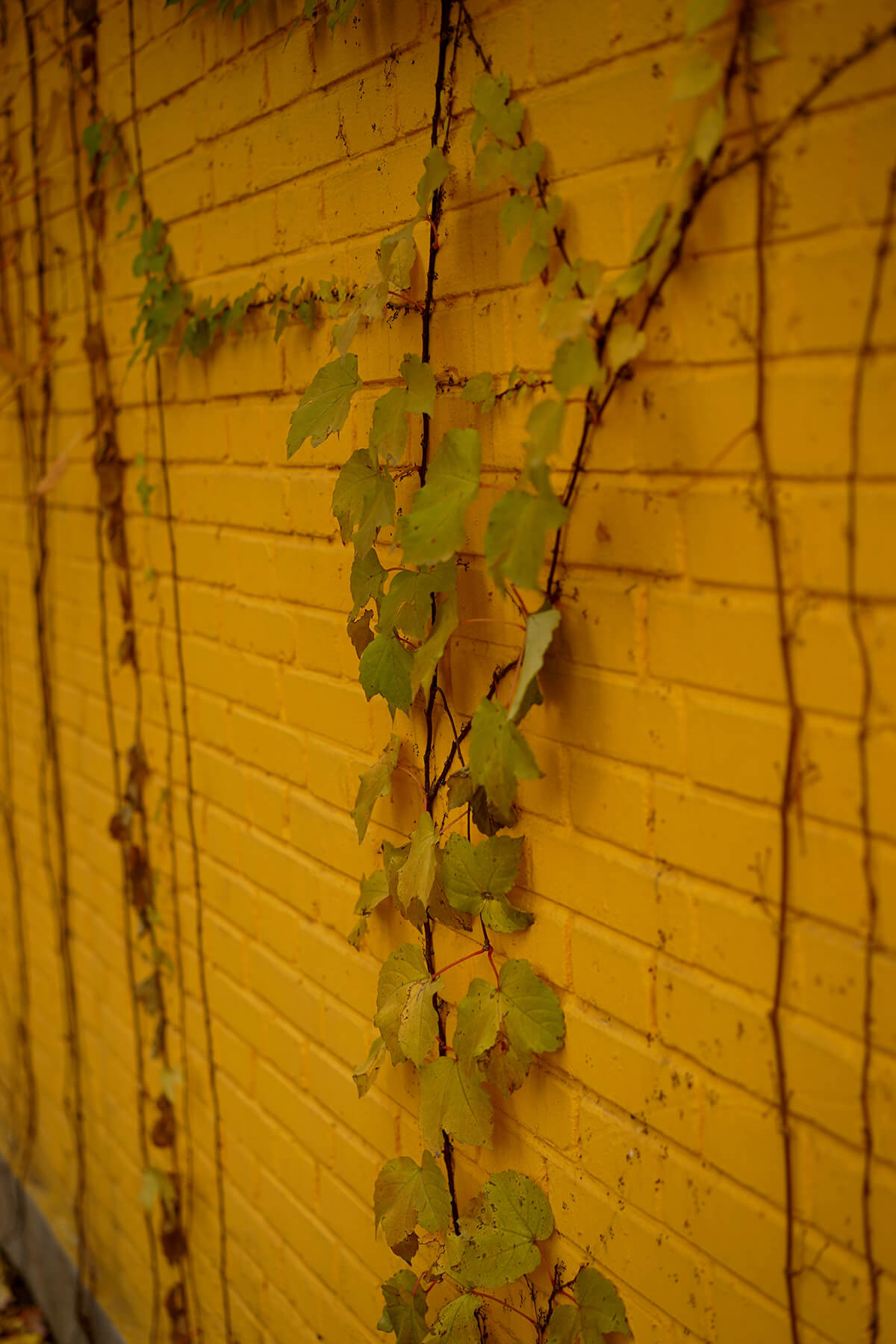 DSC00595.jpg