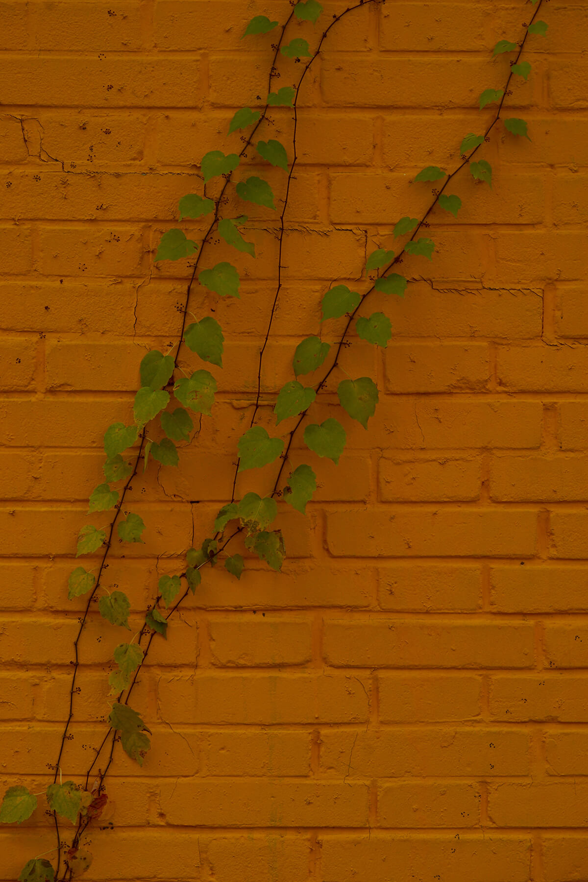 DSC00622.jpg