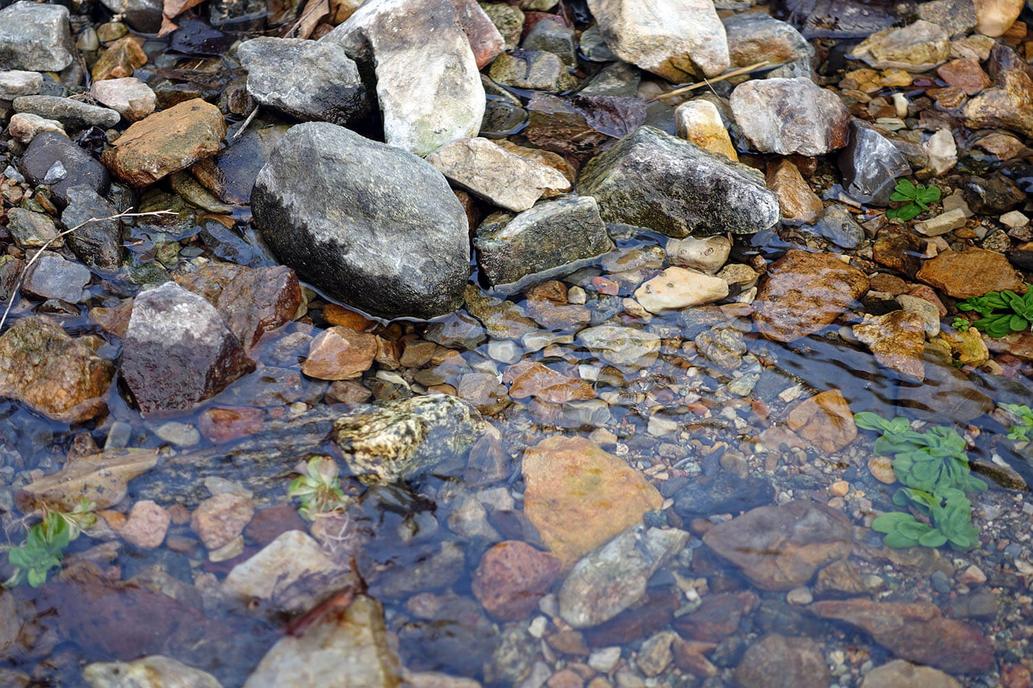 DSC01278.jpg