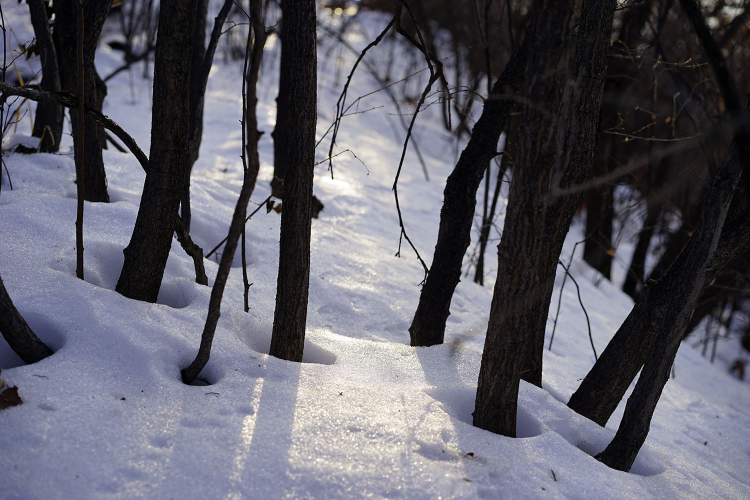 _DSC2517.jpg