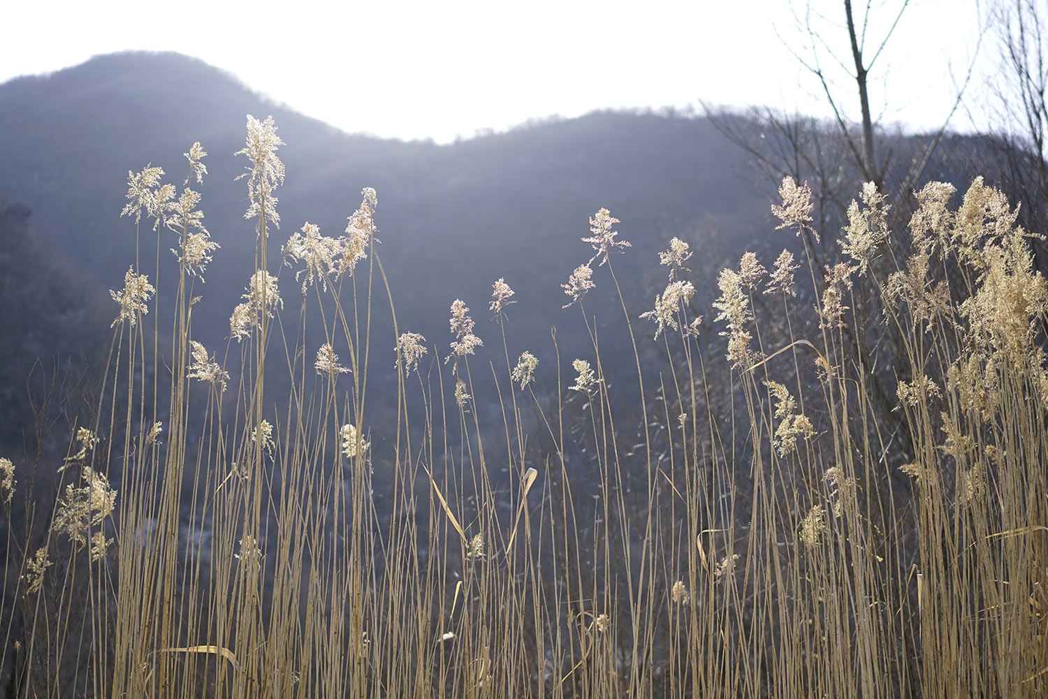 _DSC0311.1500.jpg