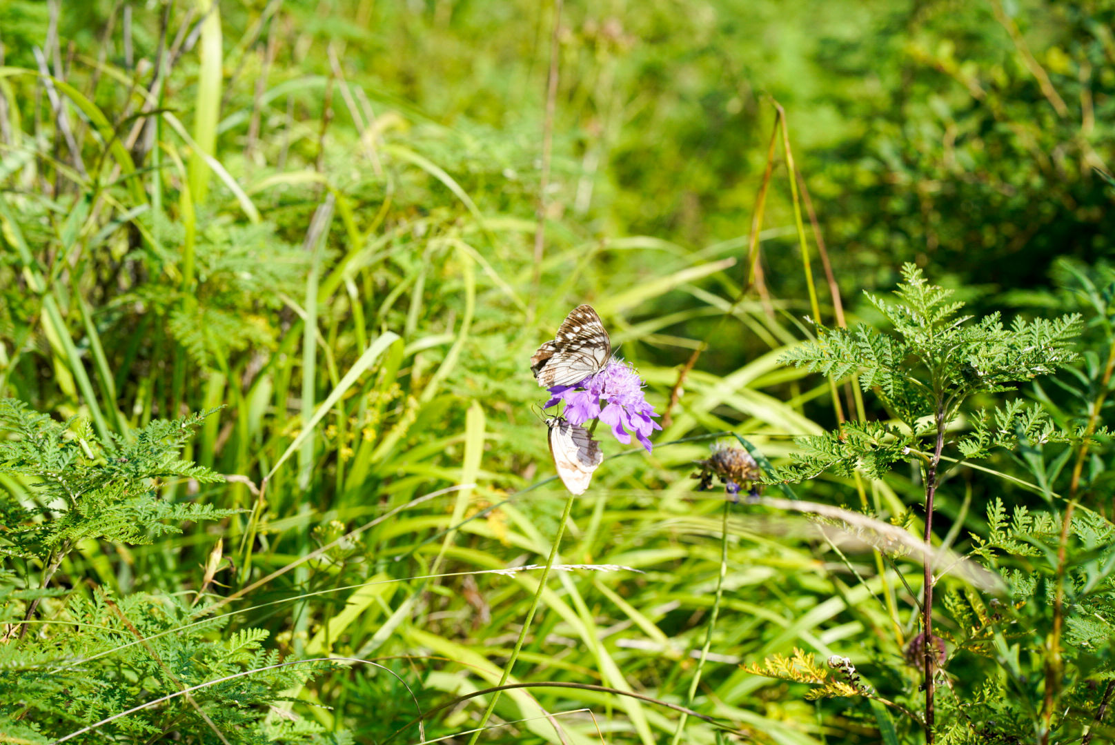 LRM_EXPORT_20160821_191426.jpg